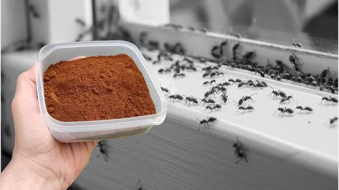 Už nemám doma ani jediného mravence! Je to lepší než 100 insekticidů.