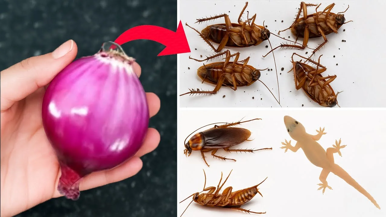 Cibule kouzelná proti švábům a ještěrkám